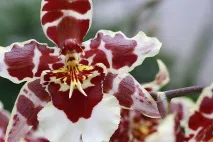 Cattleya