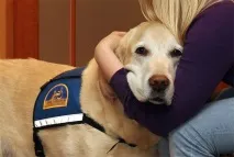 Виступати свідком у суді завжди страшно, але ці собаки допомагають людям почуватися спокійніше суді