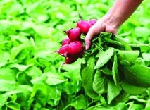 якщо
