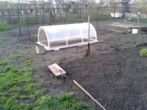 Вирощування стручкової квасолі потрібно