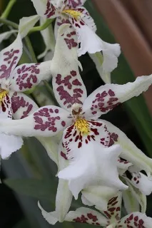 Cattleya Cattleya