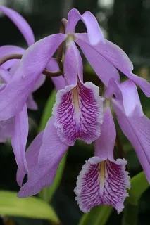 Cattleya Cattleya