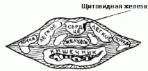 Поради та секрети - Проекція внутрішніх органів на особі органів