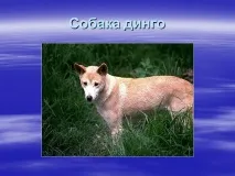 Собака динго - Презентація 4754-15 презентація
