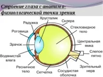 Будова ока коротко коротко