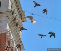 Таємнича венеціанська маска, від туриста soleland таємнича