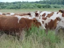 Лише половина всього споживаного жителями республіки м’яса виробляється в Бурятії. всього