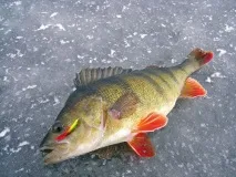 ТЕСТУВАННЯ РИБОЛОВНИХ СНАСТІВ Salmo