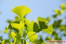 Трави для підвищення потенції у чоловіків трави