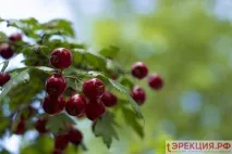 Трави для підвищення потенції у чоловіків підвищення