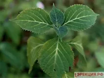 Трави для підвищення потенції у чоловіків потенції