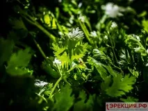 Трави для підвищення потенції у чоловіків трави