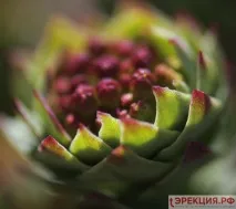Трави для підвищення потенції у чоловіків потенції