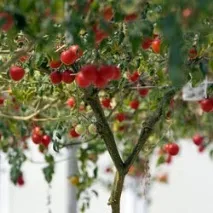 Roșii (tomate) arbore caracatiță f1 cultivare în aer liber, plantare și îngrijire recenzii și fotografii