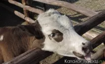 Турбаза Гуселетівські плеси - Алтайський край (Офіційний сайт, фото, відгуки) гуселетівські