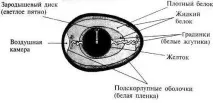 Качки Індійські бігунки породи, розведення, інкубація яєць розведення