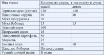 Качки Індійські бігунки породи, розведення, інкубація яєць індійські