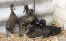 Качки Індійські бігунки породи, розведення, інкубація яєць індійські
