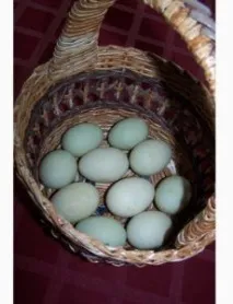 Качки Індійські бігунки породи, розведення, інкубація яєць бігунки