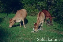 село