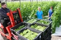 Вигідні ідеї тепличний бізнес як засіб постійного доходу, Власний бізнес з нуля до 100% постійного