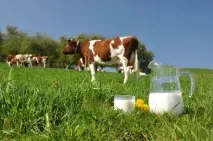 В Іволгінському районі відкрили молочне виробництво молочне