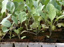 Вирощування цвітної капусти з насіння у відкритому ґрунті цвітної