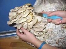 Вирощування гливи в домашніх умовах, LS гливи