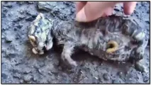 Воскресіння з мертвих! Як «щаслива» кішка врятувала від смерті нікому непотрібне кошеня, Мур ТВ щаслива