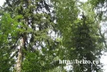 Чарівна прогулянка ботанічним садом з дітьми, Розвиваємо дітей самі дітьми