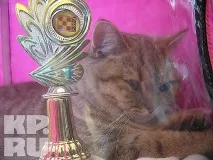 У Калінінграді пройшла виставка кішок пройшла