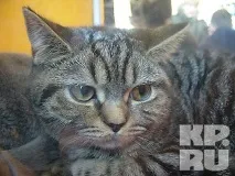 У Калінінграді пройшла виставка кішок калінінграді