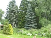 Чарівна прогулянка ботанічним садом з дітьми, Розвиваємо дітей самі ботанічним