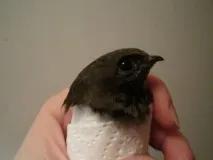 дзьоба