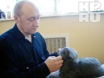 У Калінінграді пройшла виставка кішок пройшла