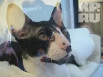 У Калінінграді пройшла виставка кішок пройшла
