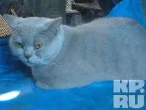 У Калінінграді пройшла виставка кішок виставка