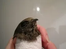 запалення