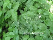 Чарівна прогулянка ботанічним садом з дітьми, Розвиваємо дітей самі ботанічним