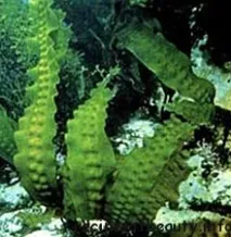 Водорості в домашній косметології - як отримати користь водорості