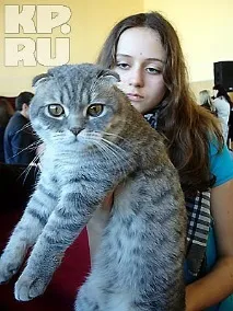 У Калінінграді пройшла виставка кішок виставка