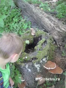 Чарівна прогулянка ботанічним садом з дітьми, Розвиваємо дітей самі чарівна