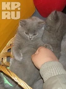 У Калінінграді пройшла виставка кішок калінінграді