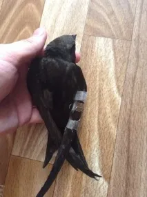 примусового