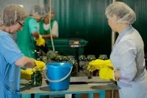 У Волгоградській області відкрився завод з переробки овочів (відео) - Новини РуАН волгоградській