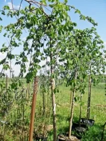 В’яз шорсткий Компердауні Ulmas glabra Camperdownii glabra