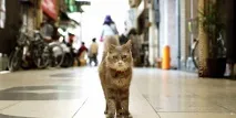 коти
