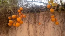 Хурма - користь та шкода, Відповідаємо хурми