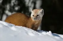 Характеристика тотемної тварини Куниця тотемної
