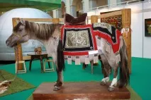Якутський кінь Дивовижні коні аборигенної якутської породи (ФОТО, ВІДЕО) якутський